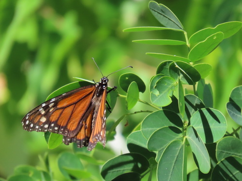 Monarch
