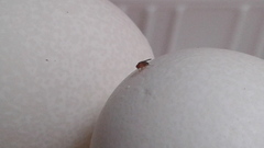 Drosophila