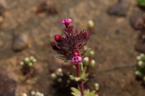 Parentucellia latifolia, photograph 3