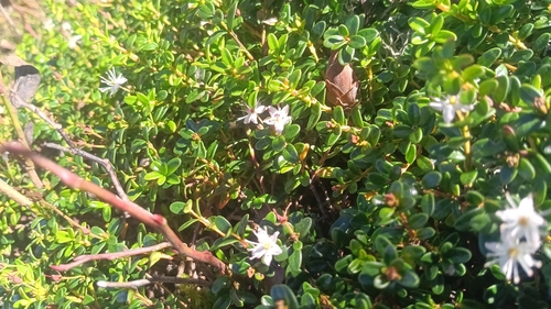 Kalmia buxifolia