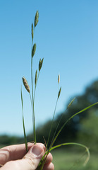 Bromus catharticus catharticus