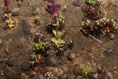 Parentucellia latifolia, photograph (c) Greg Tasney, some rights reserved (CC BY-SA)