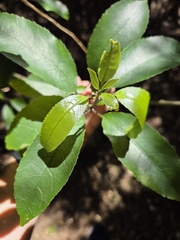 Melicytus ramiflorus