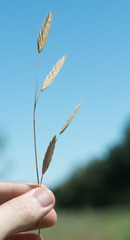 Bromus catharticus catharticus