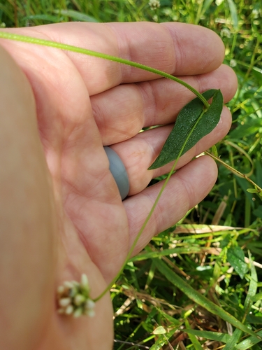 Persicaria sagittata