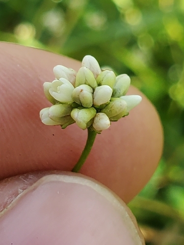 Persicaria sagittata, photograph 2