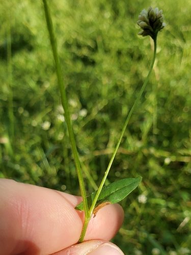 Persicaria sagittata, photograph 3