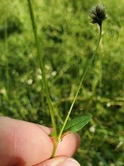 (c) Will Kuhn, some rights reserved (CC BY) Persicaria sagittata, photograph (c) Will Kuhn, some rights reserved (CC BY)