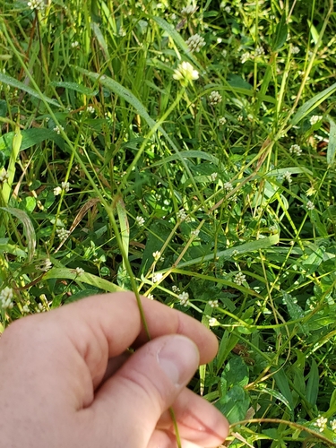 Persicaria sagittata, photograph 4