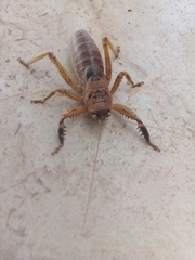 Nesoecia nigrispina