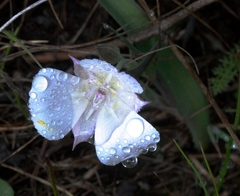 Calochortus umbellatus