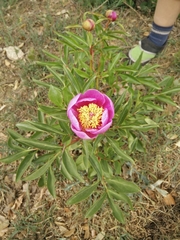Paeonia broteri