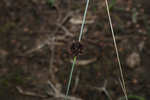 Chorizandra enodis, 2026-09-23