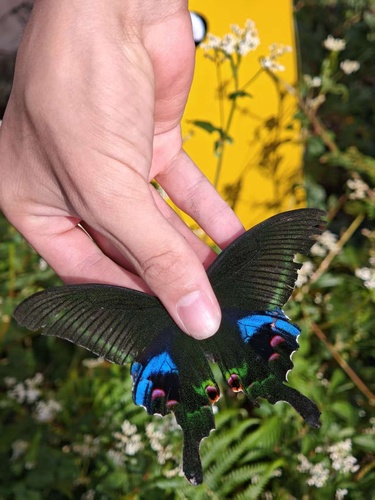 Blue Peacock Swallowtail
