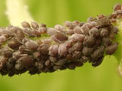 Aphis hederae