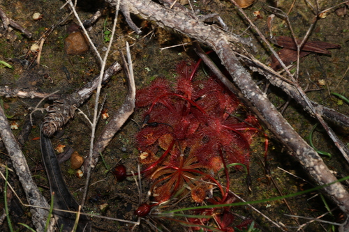 Drosera schmutzii (Drosera schmutzii)
