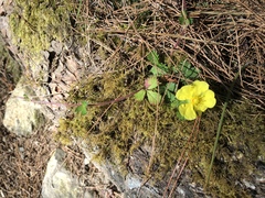 Potentilla matsumurae