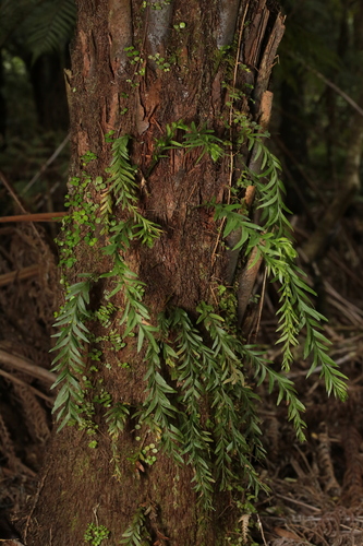 Tmesipteris elongata