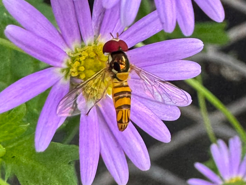 Allograpta obliqua observed 2026-09-26