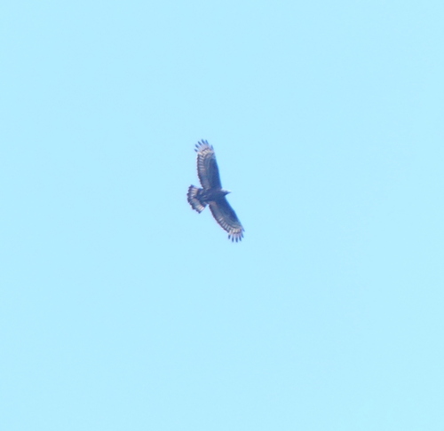 Oriental Honey-buzzard