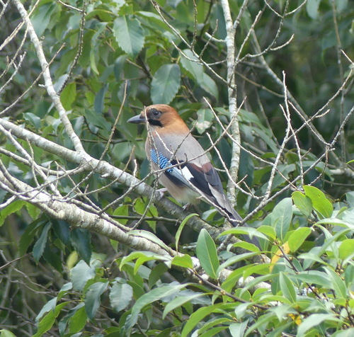 Eurasian Jay