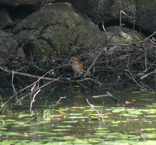 Bull-headed Shrike