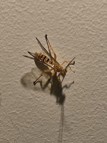 Neotheronia nigrolineata