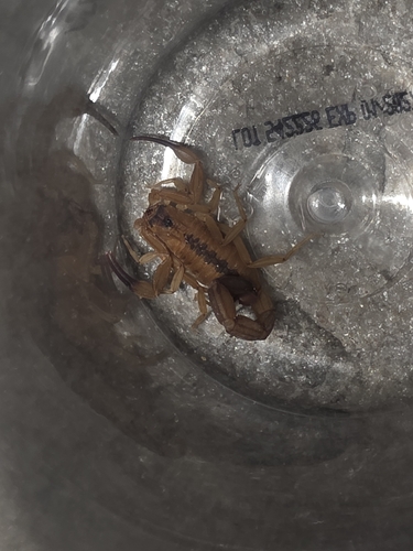 Tityus stigmurus
