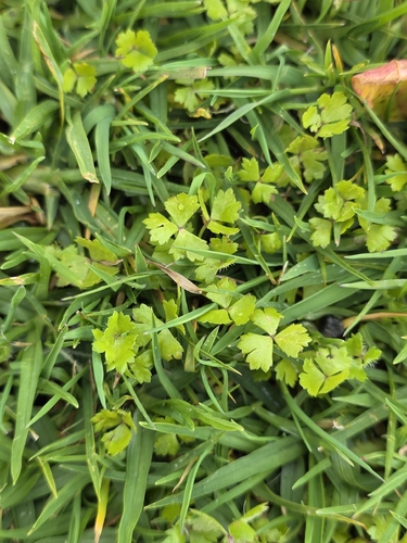 Hydrocotyle tripartita
