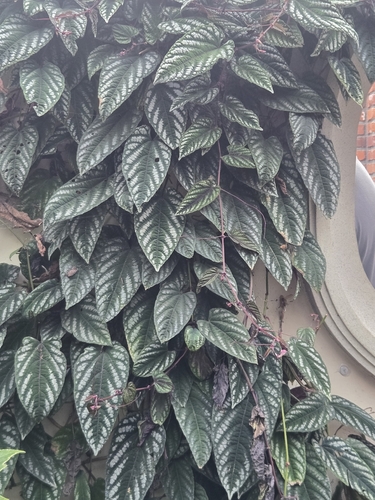 Cissus discolor observed 2026-09-26
