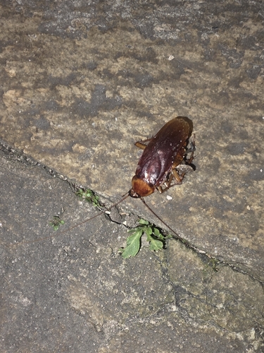 American Cockroach