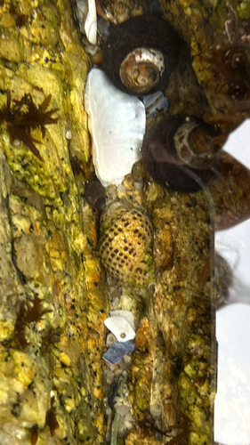 Acanthina punctulata observed 2026-09-26