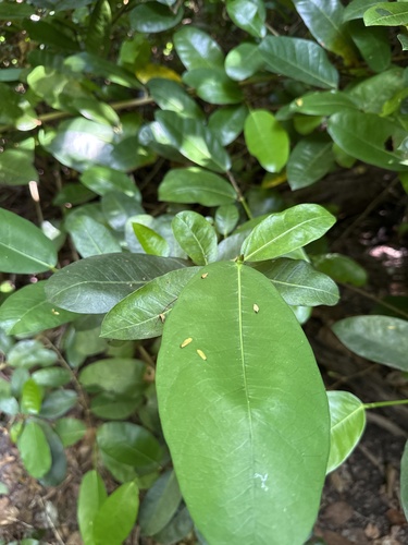 Ficus tinctoria observed 2026-09-27