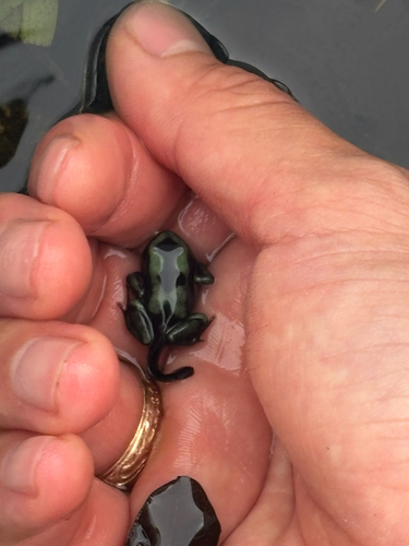 Dendrobates auratus observed 2026-09-26