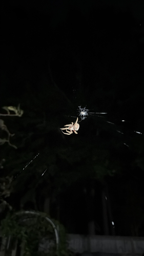 Tropical Orbweaver