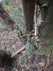 Metrosideros diffusa, photograph (c) Mel Whiting, some rights reserved (CC BY)