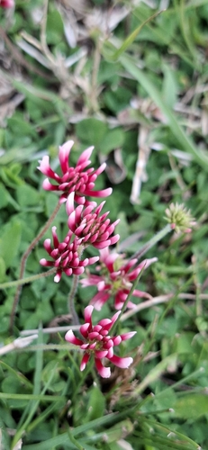 peanut clover