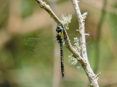 Rhionaeschna psilus