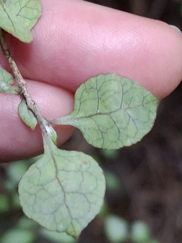Coprosma areolata
