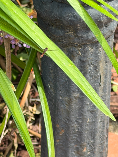 Dusky-winged Hover Fly