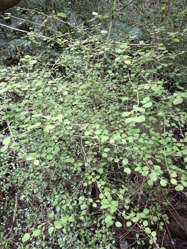 Coprosma areolata, photograph 2