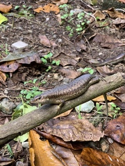 Trachylepis wrightii