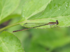 Agriocnemis femina oryzae