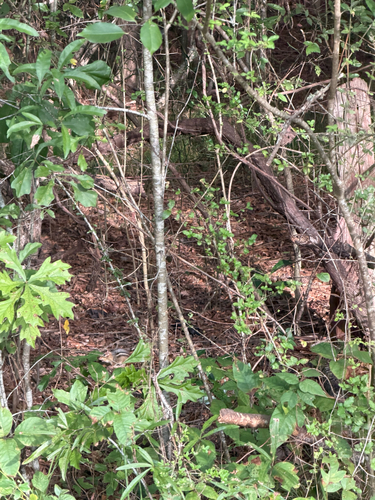 Eastern Chipmunk