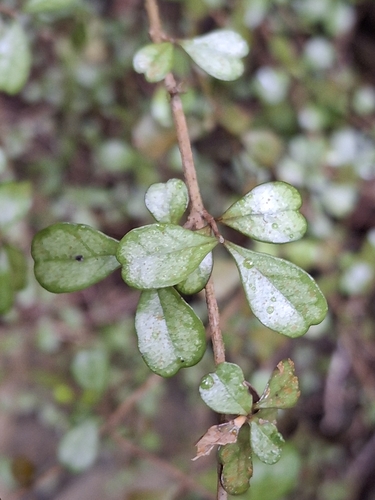 Lophomyrtus obcordata