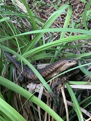 Trachylepis wrightii