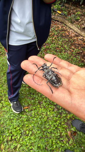 Anoplophora malasiaca, 2026-09-26