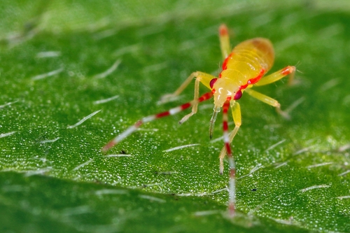 Predatory bug photo 3
