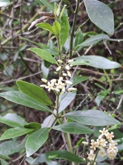 Parsonsia heterophylla