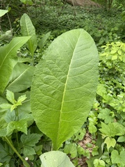 Inula